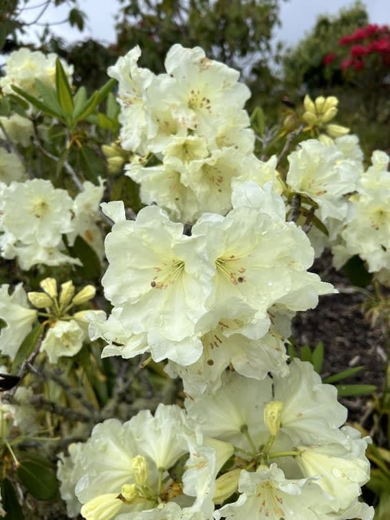 July 2025 NEWS: Sandra King's Ministry Newsletter